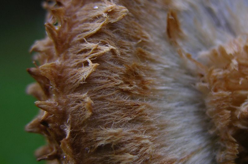 Quant'' bella la Pholiota squarrosa.
